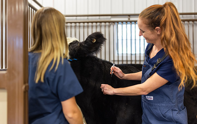 Large Animal Vaccinations at Fenton River Veterinary Hospital