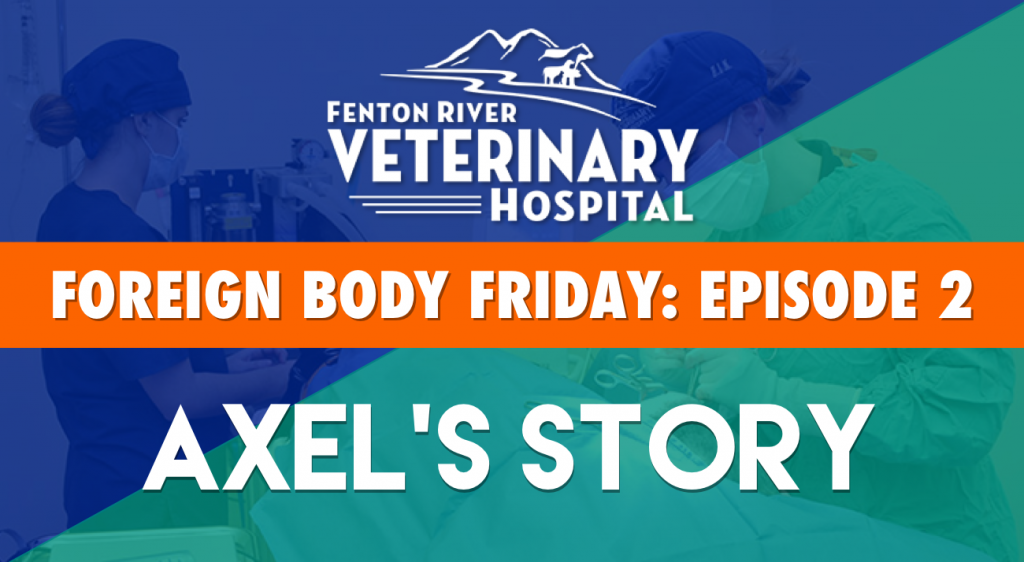 fenton river vet foreign body friday episode 2 axel's story